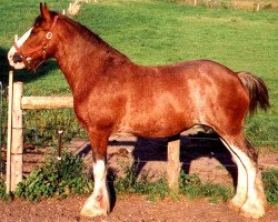 Zuchtstute Westgate Magic Jewel (Clydesdale, 1993, von Greendykes Inspiration)