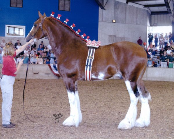 Deckhengst Stone Croft Ayton Magic (Clydesdale, 2001, von Ayton Final Achievement)