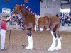 Deckhengst Stone Croft Ayton Magic (Clydesdale, 2001, von Ayton Final Achievement)