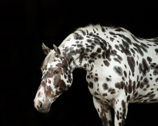 Dressurpferd Feuertanz 24 (Nederlands Appaloosa Pony, 2012, von Peru's Scen Tao)