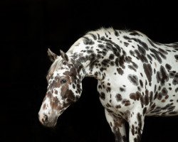 dressage horse Feuertanz 24 (Nederlands Appaloosa Pony, 2012, from Peru's Scen Tao)