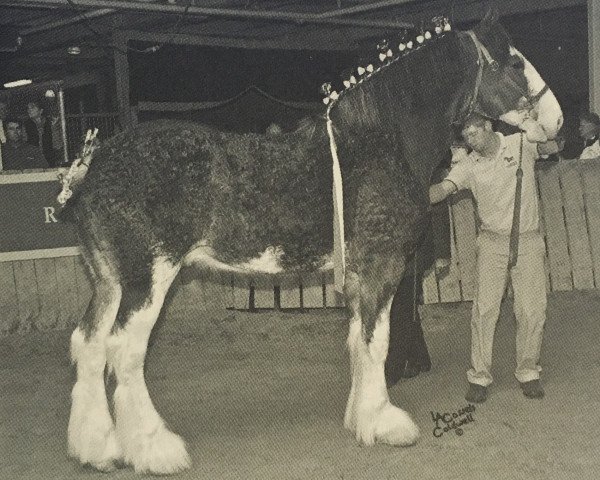 Deckhengst Egalacres Magic's Tristan (Clydesdale, 2006, von Stone Croft Ayton Magic)