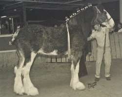 stallion Egalacres Magic's Tristan (Clydesdale, 2006, from Stone Croft Ayton Magic)