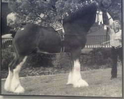 stallion Hidden Brook Prestigious Legacy (Clydesdale, 2005, from Green Leaf Prestige)