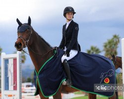 Springpferd Cbi Keatingstown Victory (Irish Sport Horse, 2014, von Vittorio)