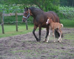 Zuchtstute Tessa (New-Forest-Pony, 1996, von Jasper 210)