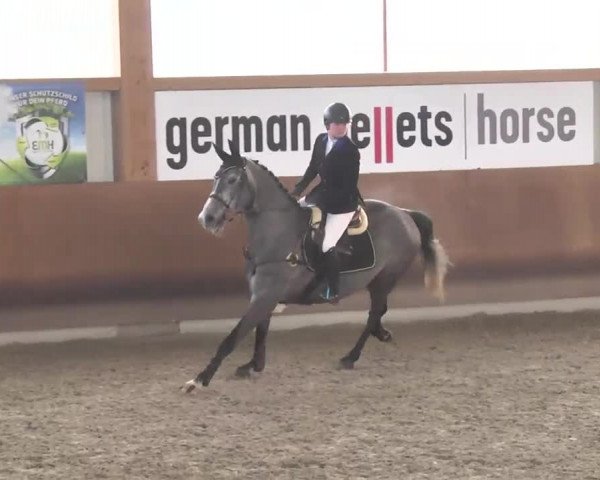 Reitturnier Dettingen 2016