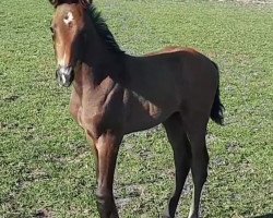 Pferd Djinni Gold JW (Westfale, 2020, von De Niro Gold 3)