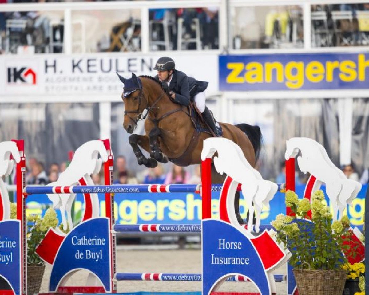 broodmare Picobello Jasmine (Belgian Warmblood, 2009, from Arezzo)