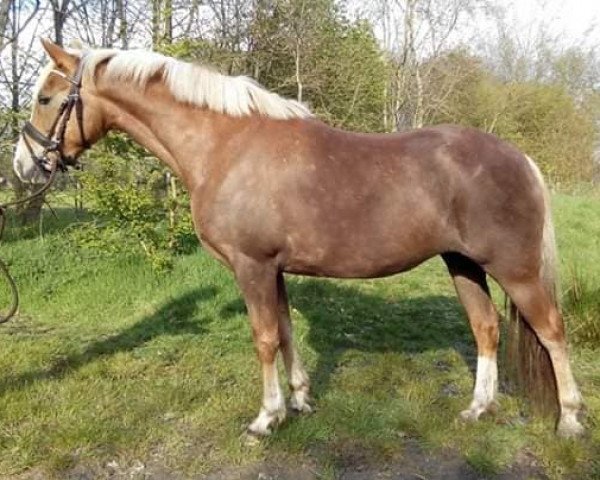 Zuchtstute Julie (New-Forest-Pony, 2009, von Jacodi's Bo's Barclay)