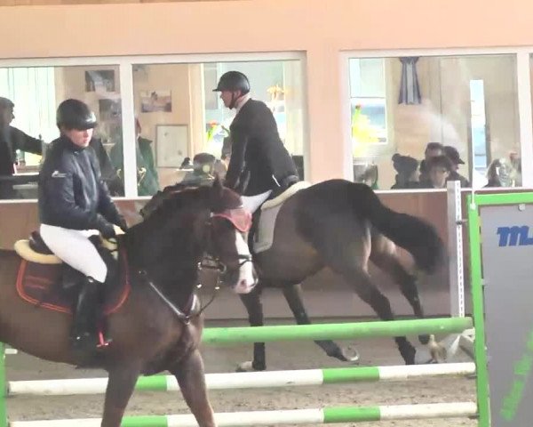 Reitturnier Dettingen 2016
