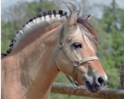 jumper Kvikk (Fjord Horse, 2002, from Kvestur)