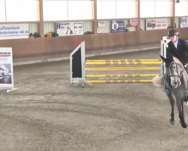 Reitturnier Dettingen 2016