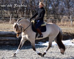 horse Faldeman van den Bosdries (Fjord Horse, 2004, from Valdemann N.2593)