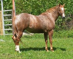 Zuchtstute Lena (Appaloosa, 2005, von Jury Duty)