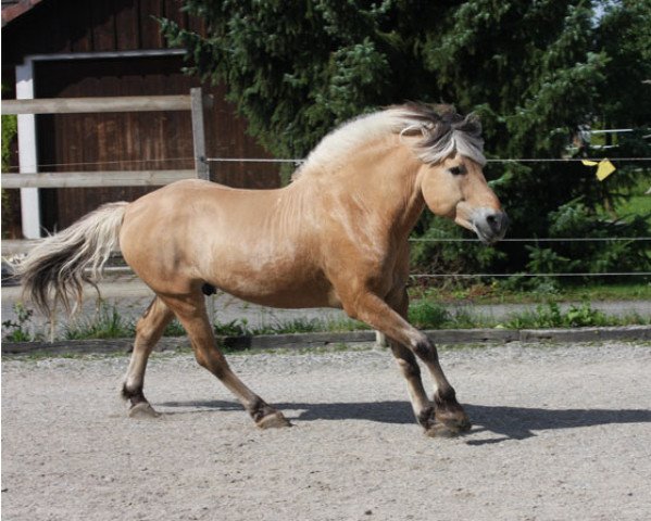 stallion Bjørklunds Birk (Fjord Horse, 1994, from Luntor Vital N.2741)