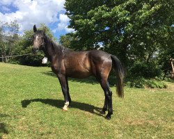 jumper Casper (Holsteiner, 2018, from Catch)