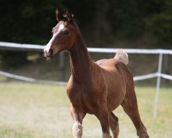 dressage horse Waniamo (Hanoverian, 2008, from Weltpoet)