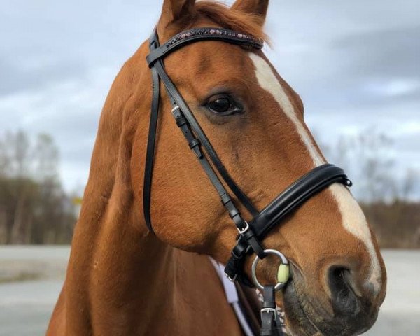 horse Showtime III (Danish Warmblood, 2002, from Stald Calles Bror Bally)