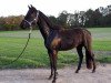 Springpferd Benbalou Royal (Westfale, 2016, von Bellini Royal)