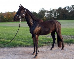 Springpferd Benbalou Royal (Westfale, 2016, von Bellini Royal)