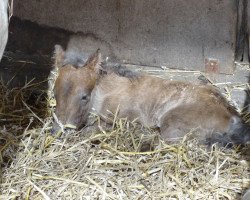 Pferd Buschenbachs Paggio Amarando (Westfale, 2015, von Puschel)