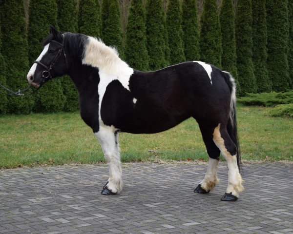 Pferd Bona (Polnisches Kaltblut, 2014)
