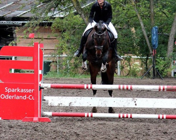 horse Gasper (Hanoverian, 2008, from Ginsberg)