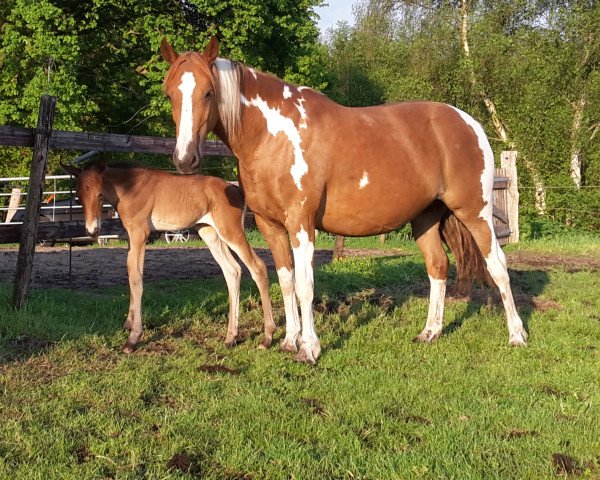 Pferd Lightning's Sally TR (Pinto/Kleines Reitpferd, 2017, von Sunny Boy)