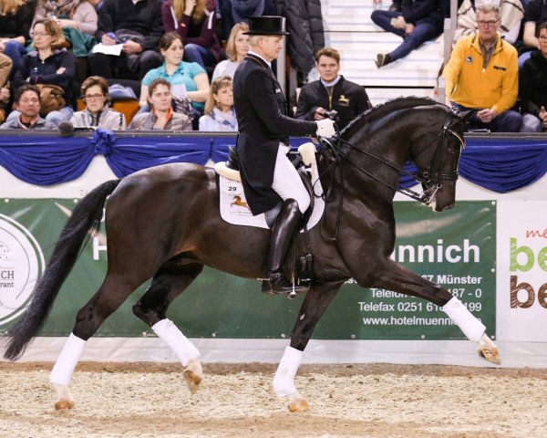 dressage horse Goldberg 15 (Royal Warmblood Studbook of the Netherlands (KWPN), 2011, from Amazing Star)