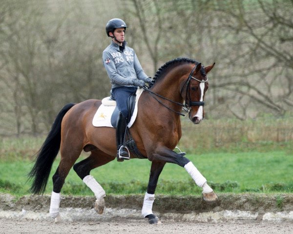 stallion Estobar NRW (Westphalian, 2004, from Ehrentusch)