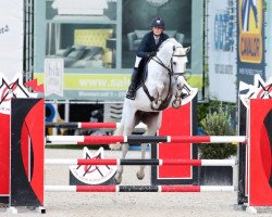 stallion Hermes de Lux (Holsteiner, 2009, from Hermes d'Authieux AA)