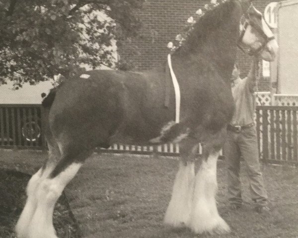 horse Wooden Spoke Spy (Clydesdale, 2000, from Wooden Spoke Scout)