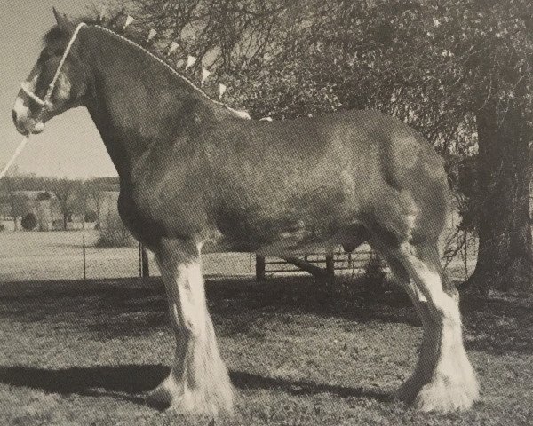 horse Thistle Ridge Av's Colin Jay (Clydesdale, 2004, from Thistle Ridge Argyll Avery)