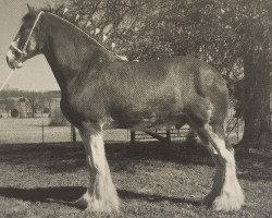 horse Thistle Ridge Av's Colin Jay (Clydesdale, 2004, from Thistle Ridge Argyll Avery)