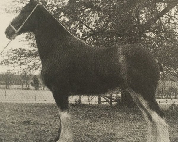 horse Ozark's Royal Harvest (Clydesdale, 2007, from Donegal Bentley)