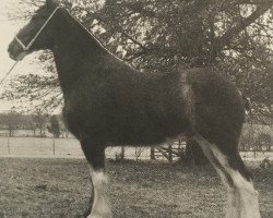 Pferd Ozark's Royal Harvest (Clydesdale, 2007, von Donegal Bentley)