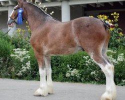 Pferd Iron Horse Samurai (Clydesdale, 2007, von Millisle Explorer)