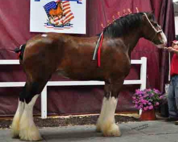 broodmare Makeda's Amazing Grace (Clydesdale, 1999, from Westgate Prime Time)