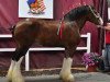 Zuchtstute Makeda's Amazing Grace (Clydesdale, 1999, von Westgate Prime Time)