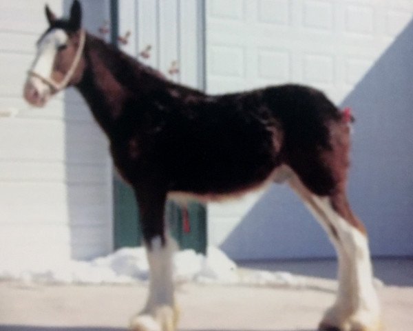 horse Greenwood Max's Freeman (Clydesdale, 2010, from Solomon's Maximus)