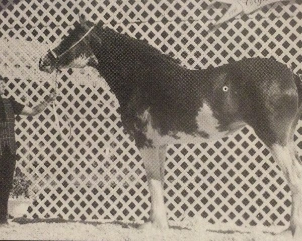 Zuchtstute Westerdale Sweet Helen (Clydesdale, 1996, von Belleau Annett's Adam)