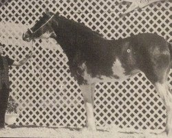 broodmare Westerdale Sweet Helen (Clydesdale, 1996, from Belleau Annett's Adam)