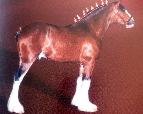 stallion Solomon's Maximus (Clydesdale, 2002, from Solomon's Admiral)