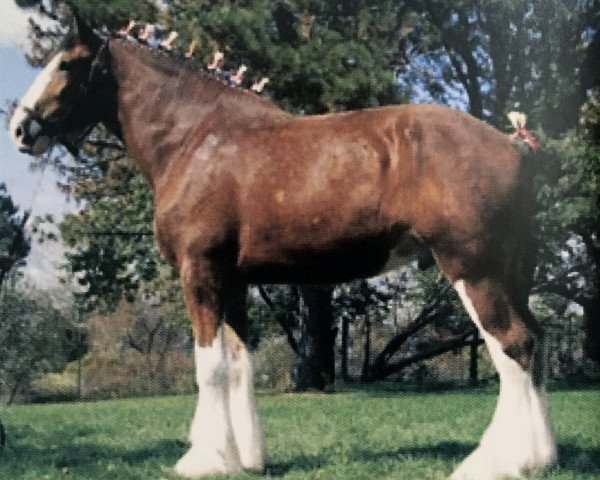 horse Greenwood Admiral's Addison (Clydesdale, 2005, from Solomon's Admiral)