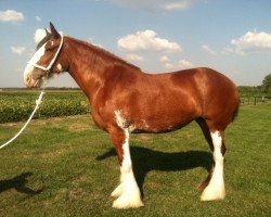 broodmare Thread River Norma Jean (Clydesdale, 2002, from S B H Phoenix)