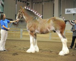 horse Timberline Major (Clydesdale, 2002, from Green Leaf Prestige)