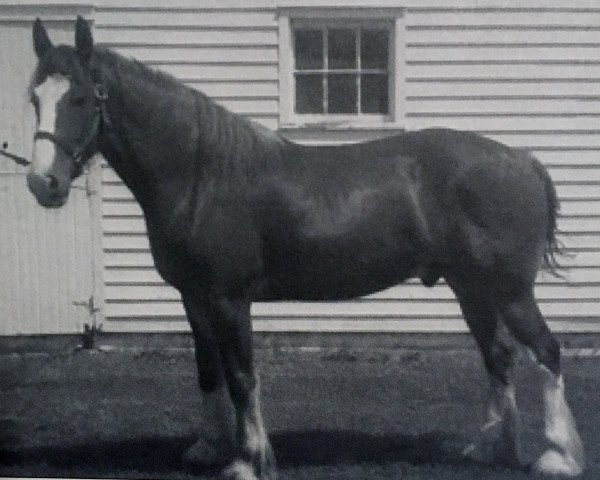 horse Double H Rex (Clydesdale, 2006, from Cedarlane Rex)