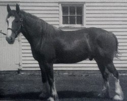 Pferd Double H Rex (Clydesdale, 2006, von Cedarlane Rex)