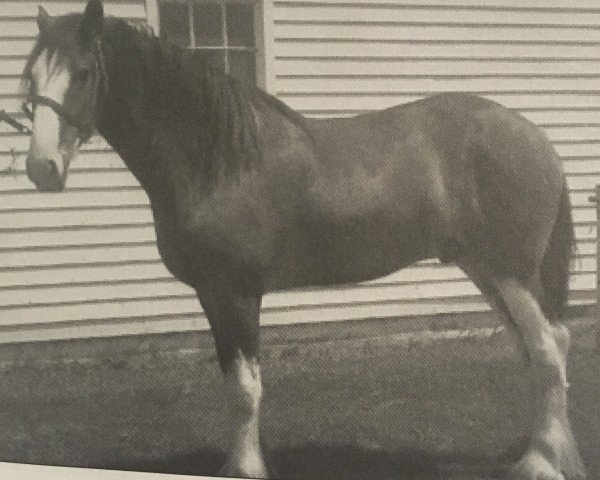 Pferd Double H Barney (Clydesdale, 2006, von Cedarlane Rex)